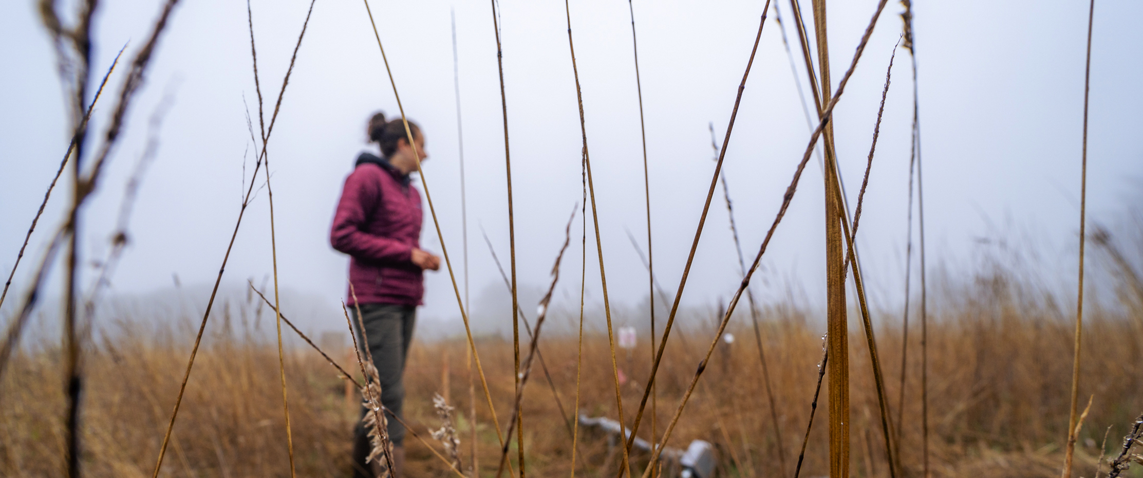 Blades of tall grass fill the frame while a female scientist looks out over a foggy grassland in the background