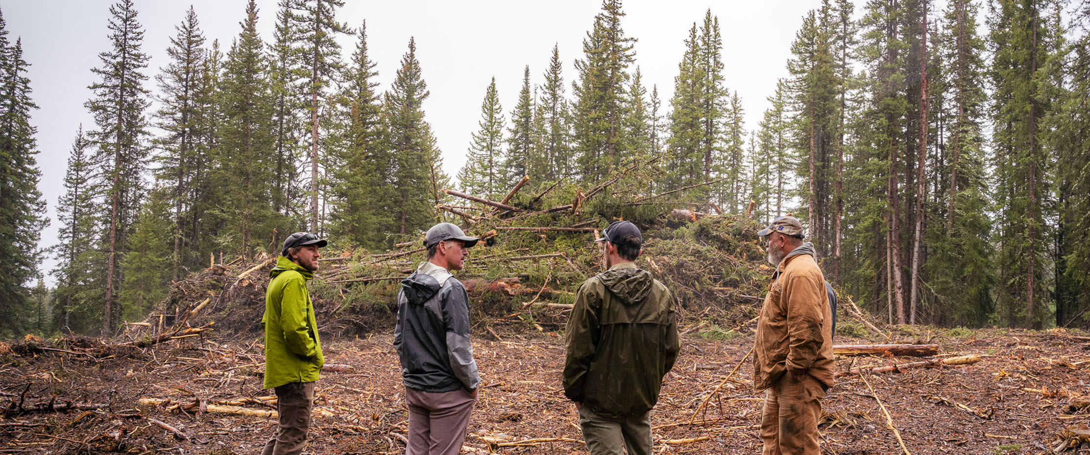 A group of scientists and lumberjacks talk in a clear-cut area of a forest, with a pile of wood in the background